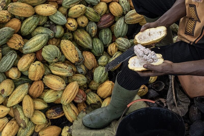 Brasil x Costa do Marfim: o que a corrida pela rastreabilidade do cacau nos revela sobre o futuro das exportações agrícolas
